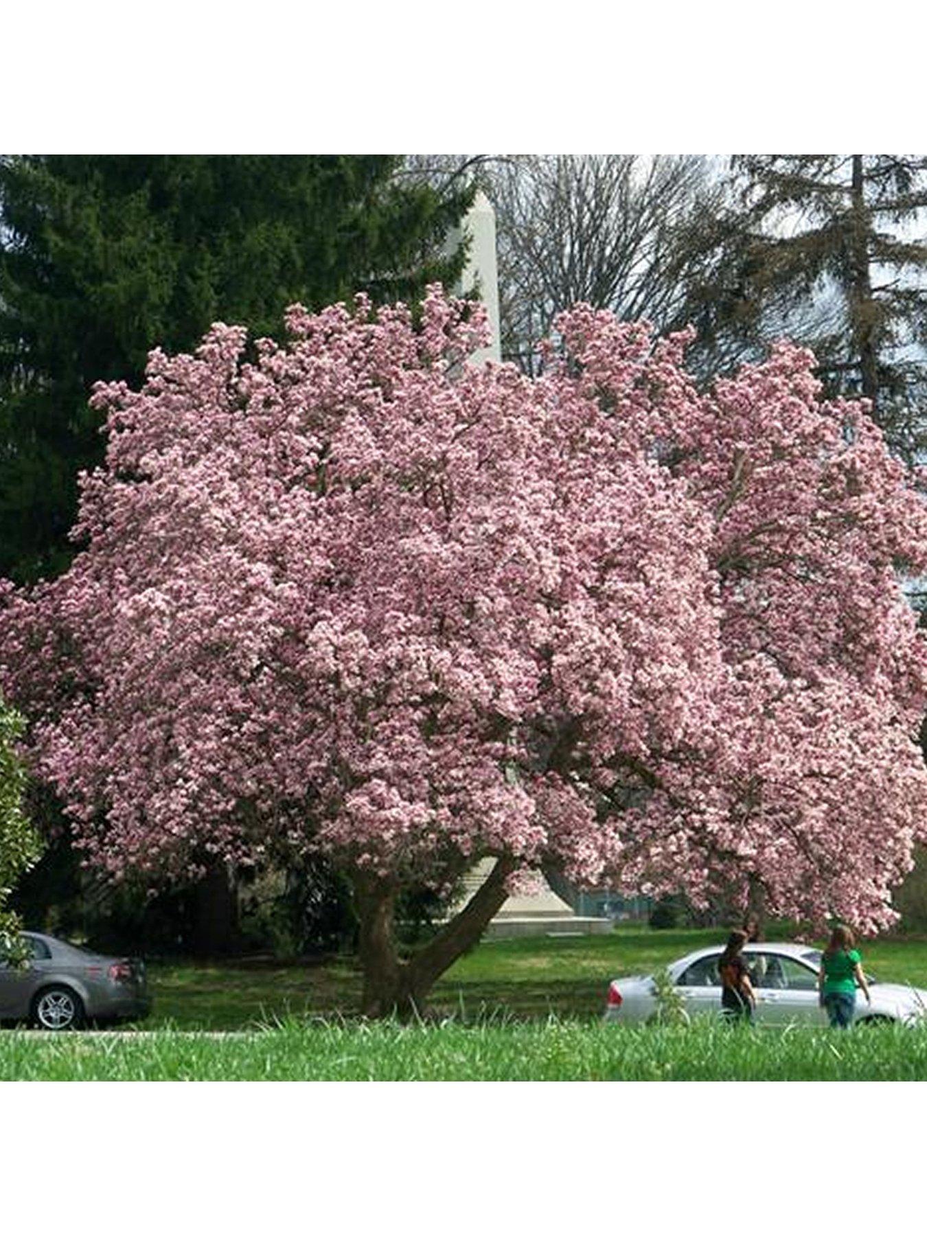 Magnolia X soulangiana 'Just Jean