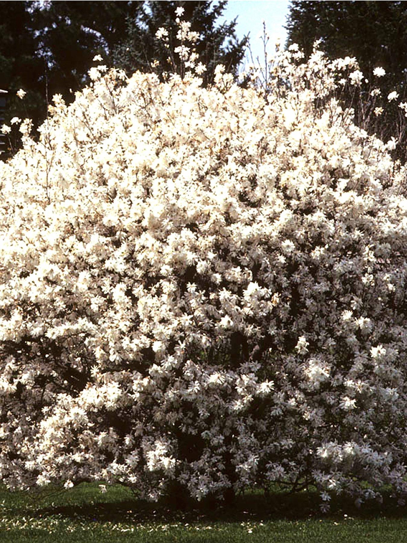 Product photograph of Magnolia Stellata from very.co.uk