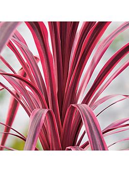 Product photograph of Cordyline Pink Passion from very.co.uk