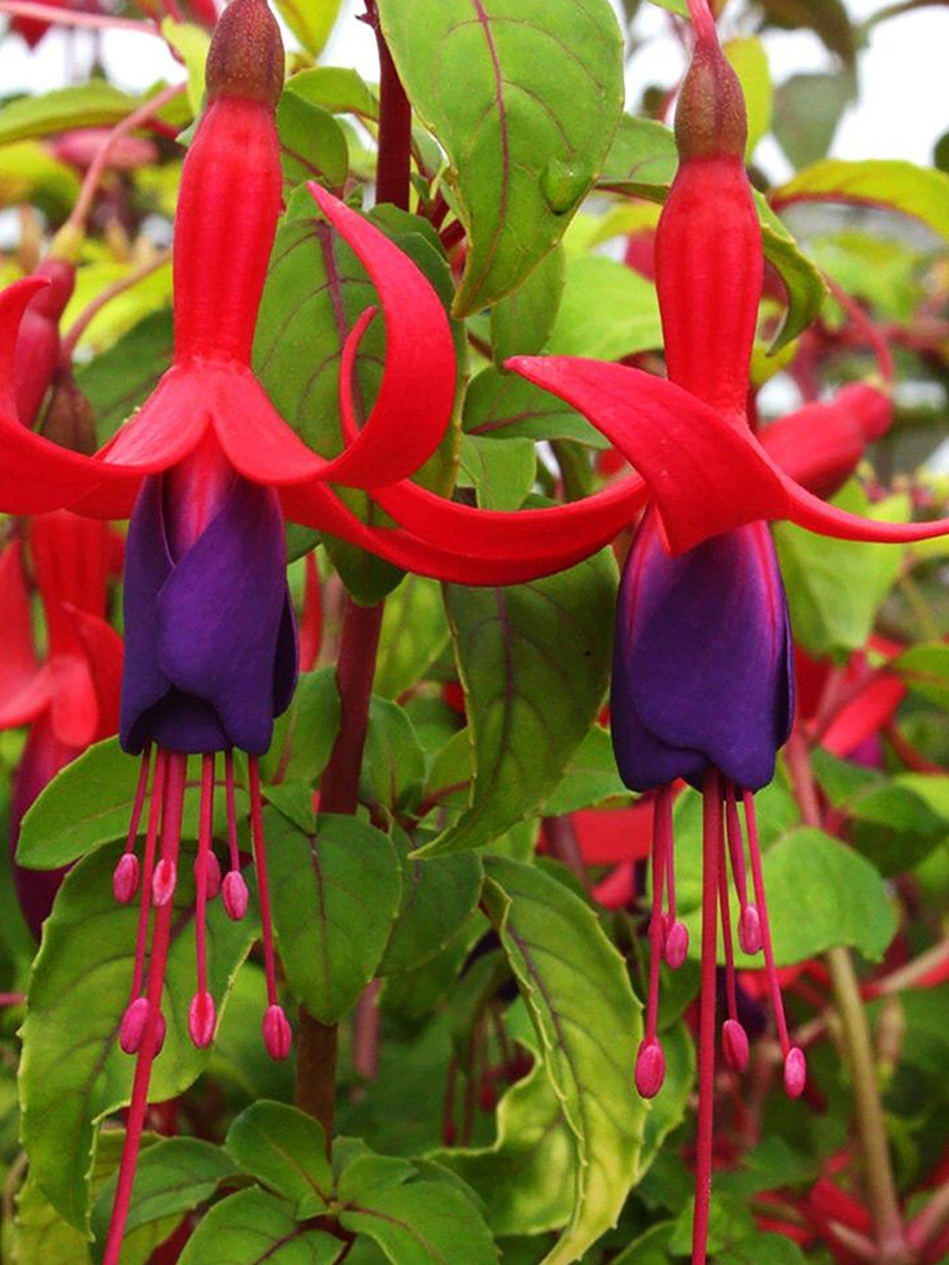 Product photograph of Fuchsia Genii from very.co.uk