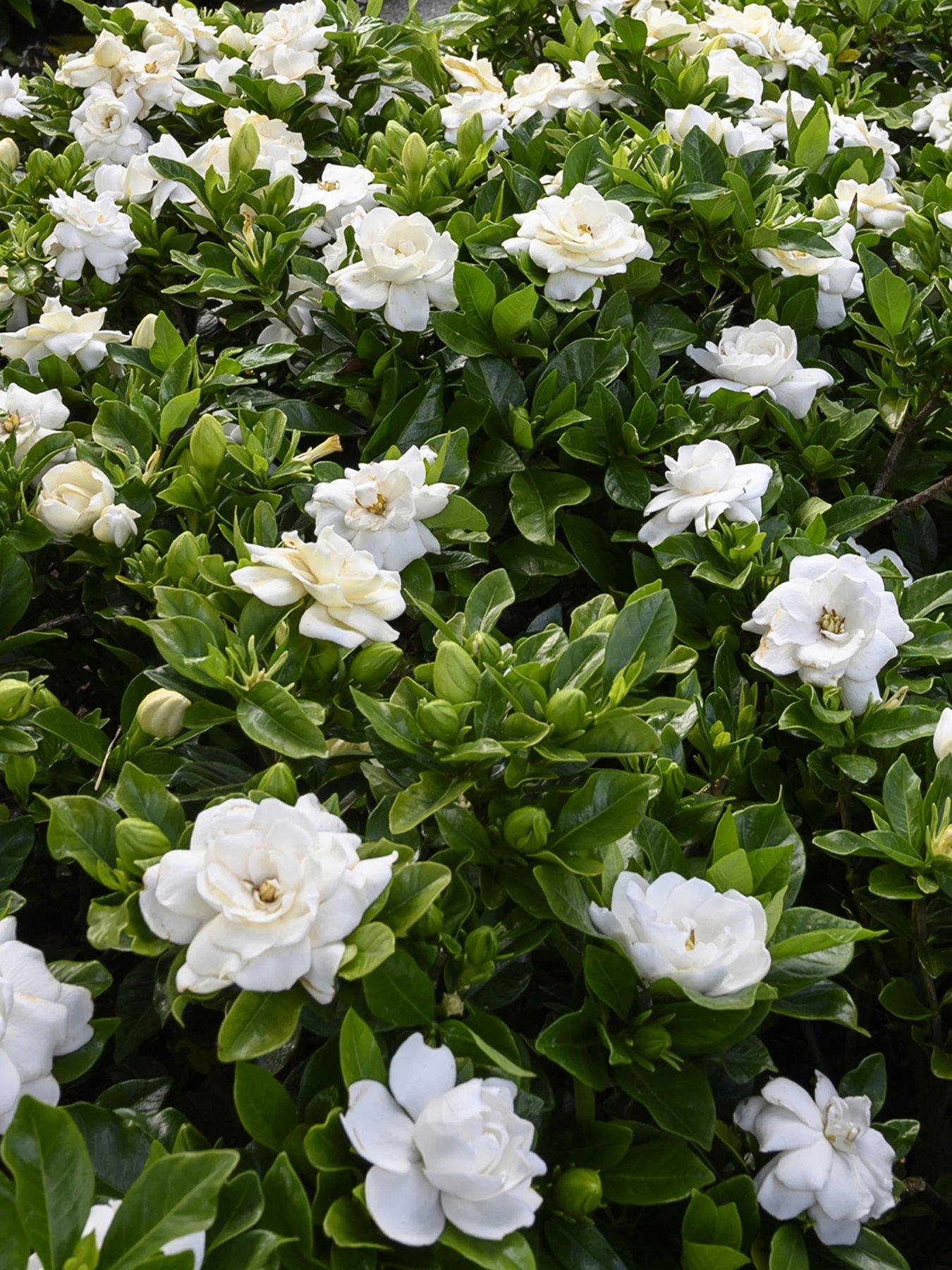 Product photograph of Gardenia Jasminoides Crown Jewel from very.co.uk