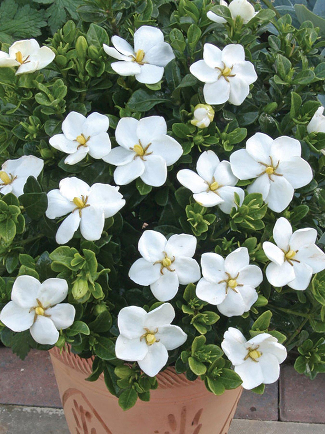Product photograph of Gardenia Jasminoides Kleims Hardy from very.co.uk