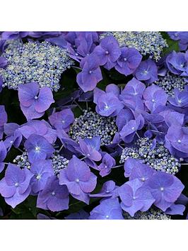 Product photograph of Hydrangea Macrophylla Teller Blue from very.co.uk