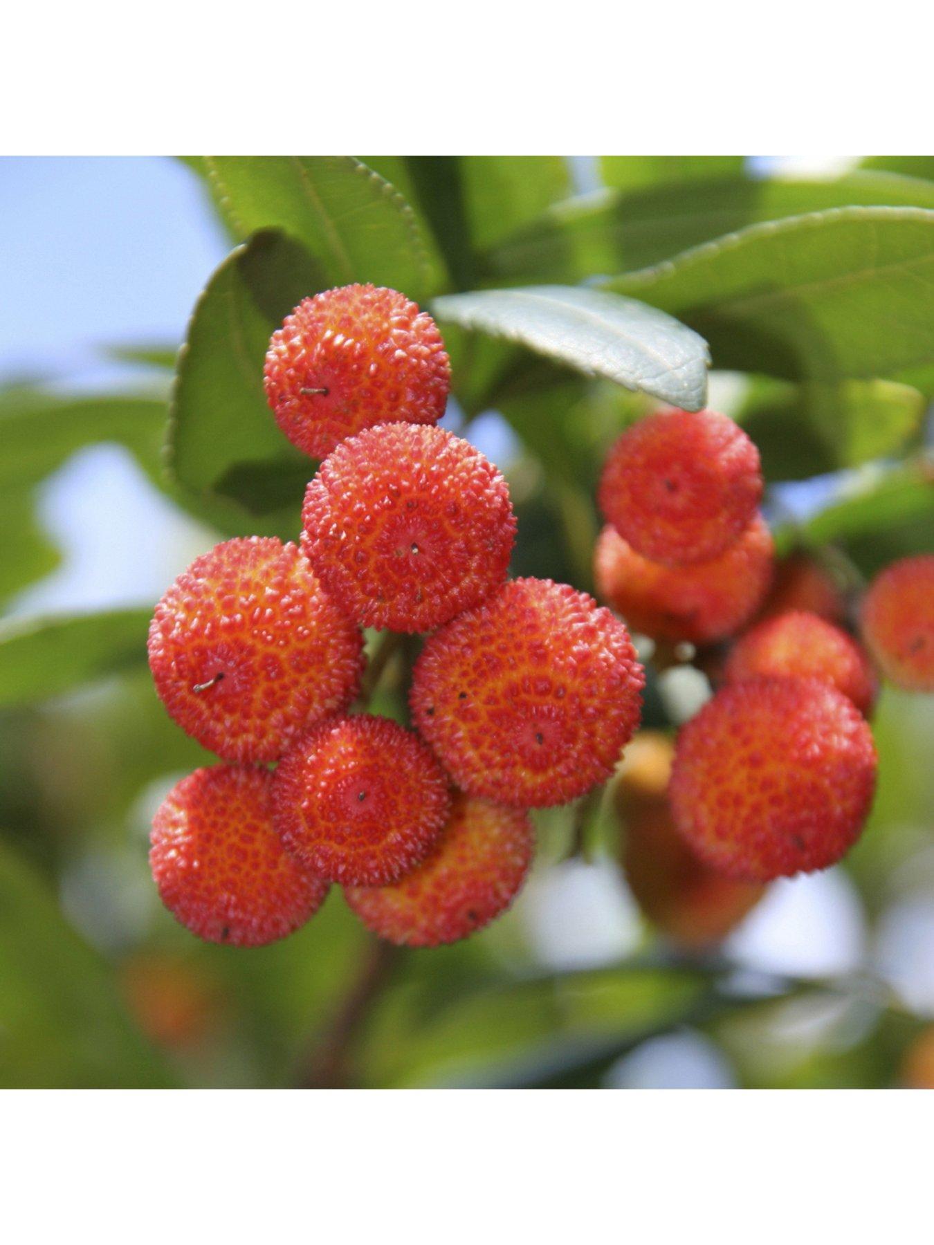 Product photograph of Strawberry Tree 3l Pot from very.co.uk