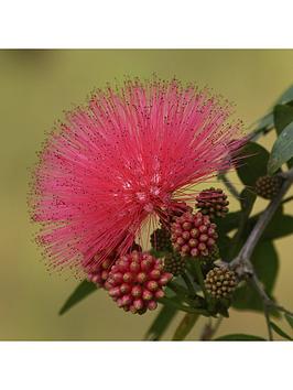 Product photograph of Dixie Pink Powder Puff Tree 80-100cm Tall from very.co.uk