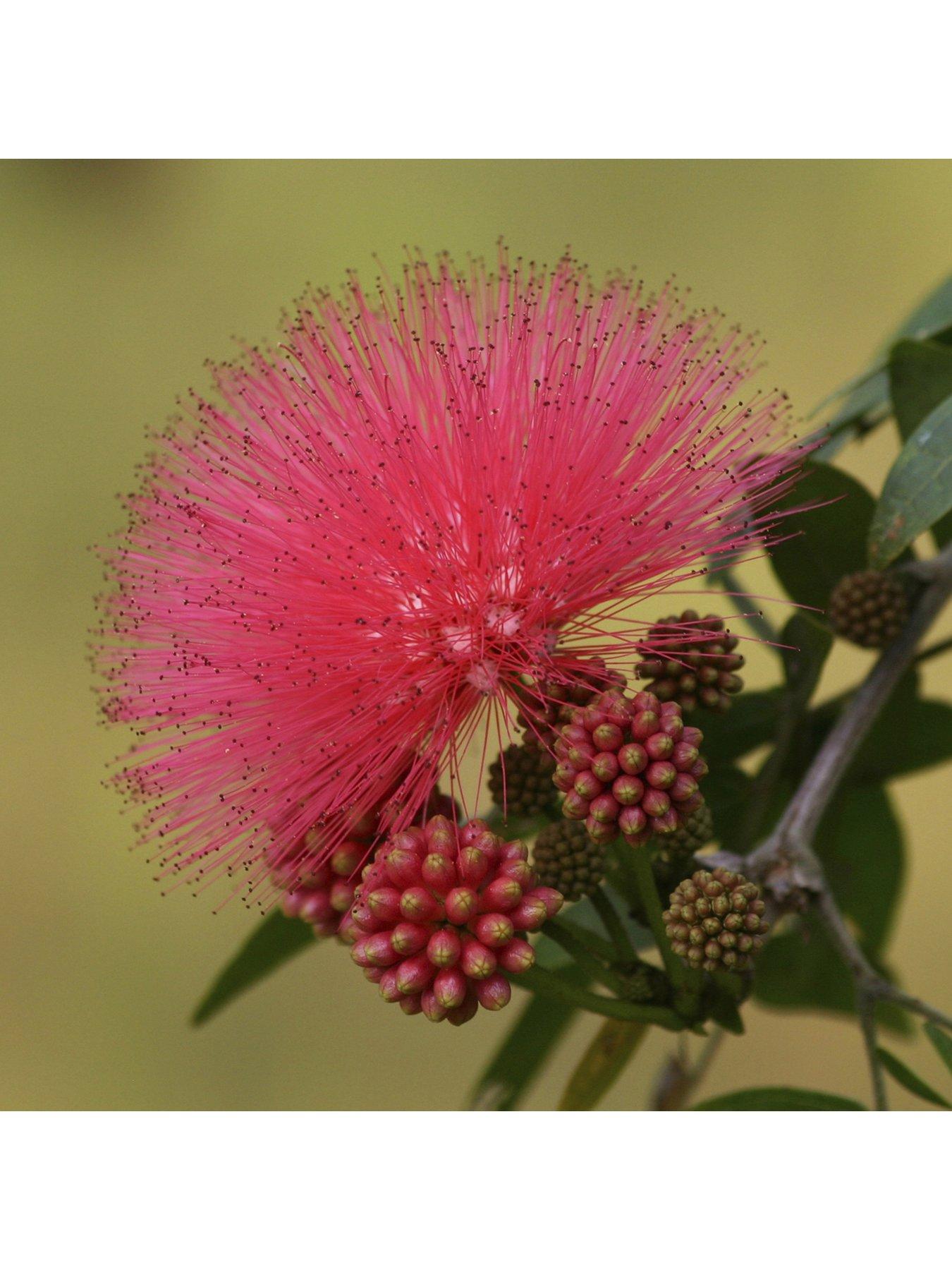 Image of You Garden Dixie Pink' Powder Puff Tree (80-100cm tall)