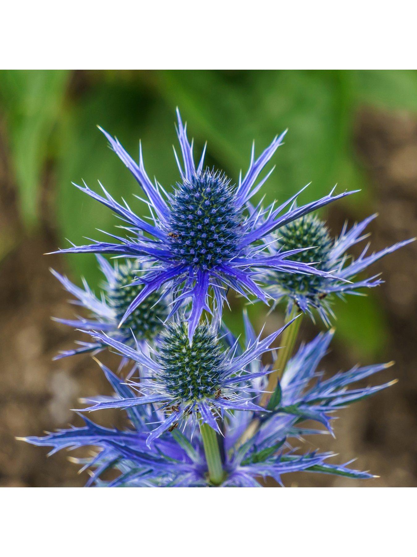 Image 1 of 4 of You Garden Eryngium 'Blue Hobbit' (3 x 9cm pots)