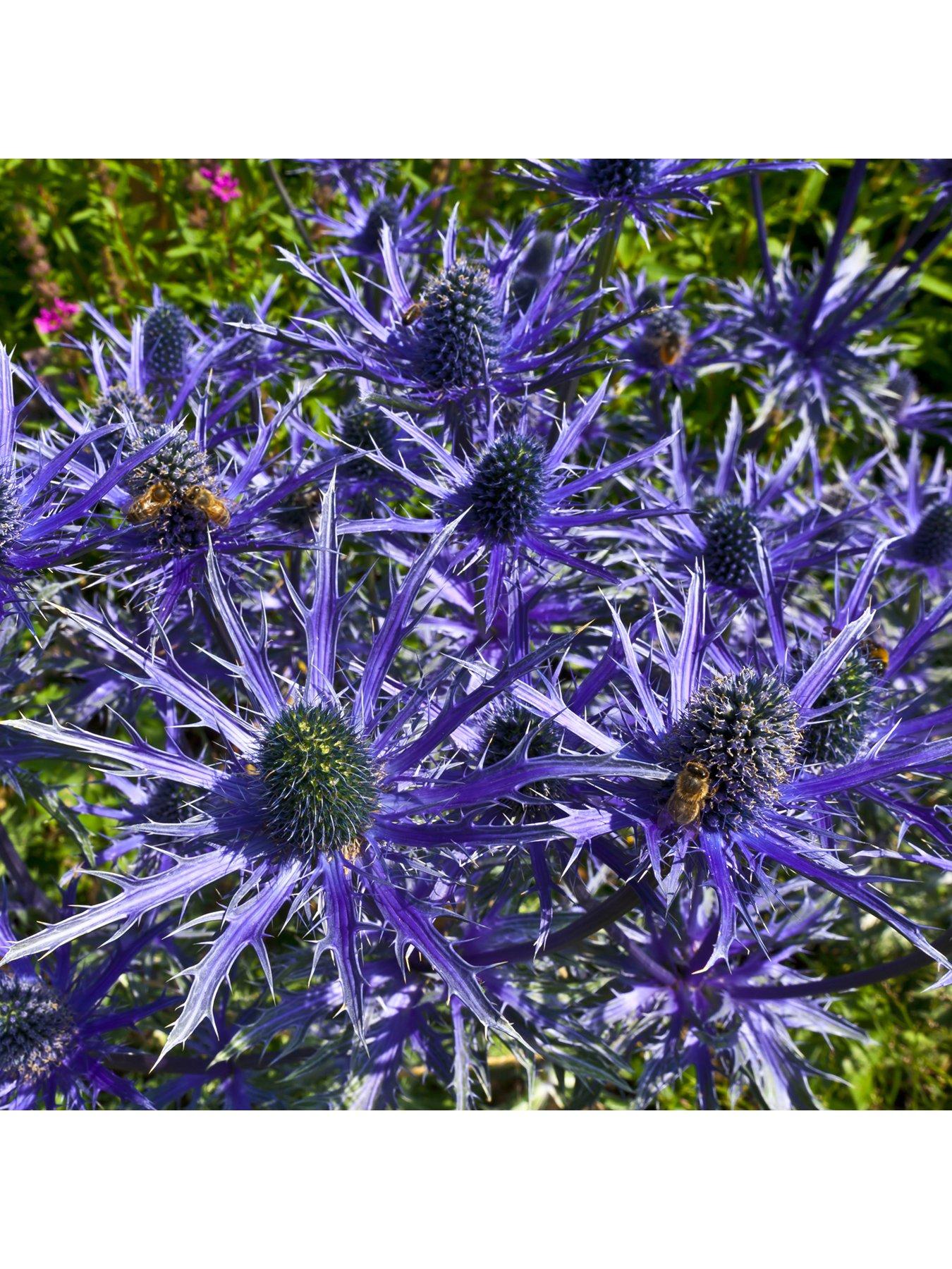 Image 2 of 4 of You Garden Eryngium 'Blue Hobbit' (3 x 9cm pots)