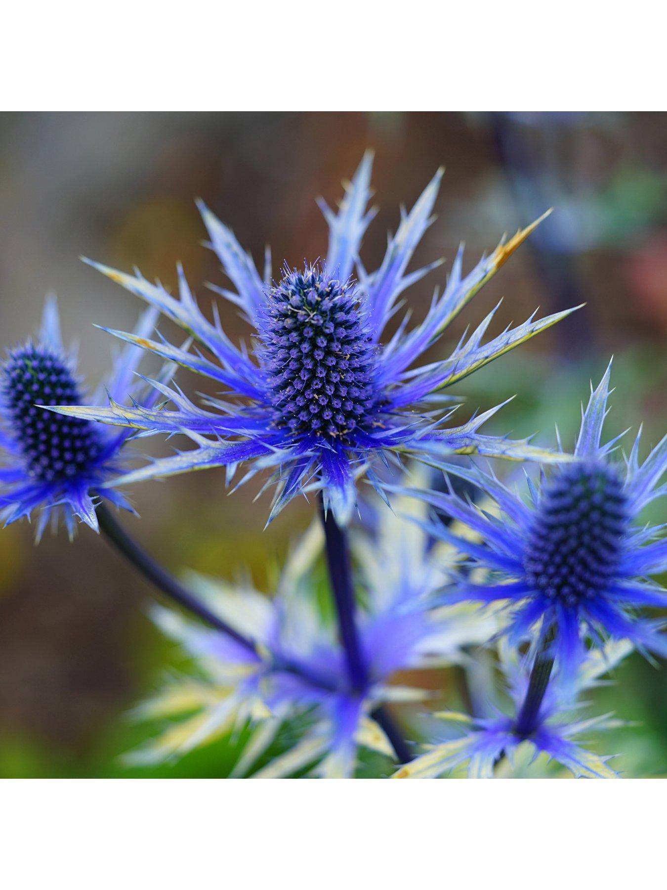 Image 3 of 4 of You Garden Eryngium 'Blue Hobbit' (3 x 9cm pots)