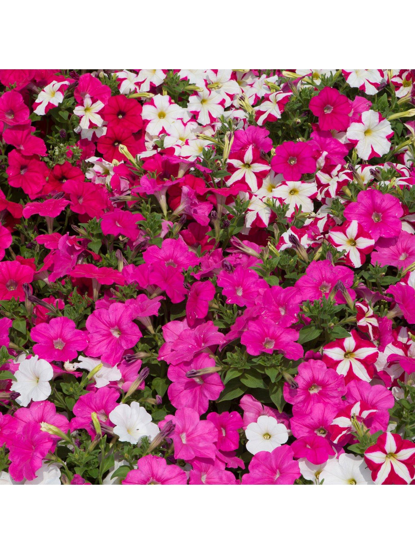 Product photograph of Bedding Plants - Petunia F1 Frenzy Candyfloss Mixed 6 Pack from very.co.uk