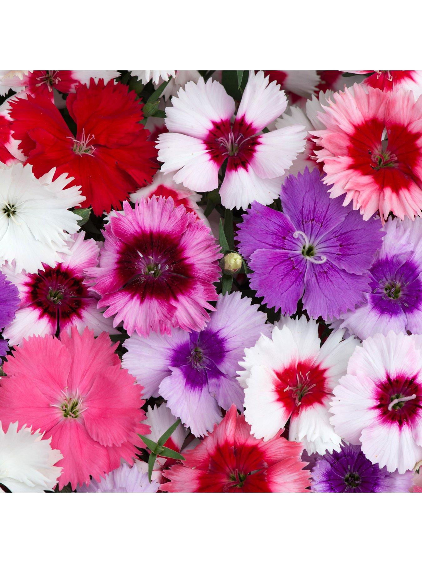 Product photograph of Bedding Plants - Dianthus F1 Corona Mixed 6 Pack from very.co.uk