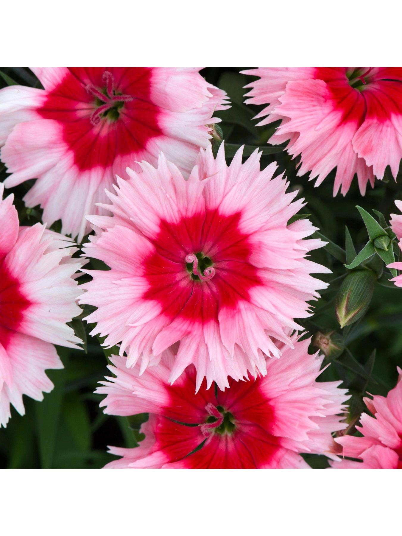 Bedding Plants Dianthus F1 Corona Strawberry Magic (6 Pack) very.co.uk