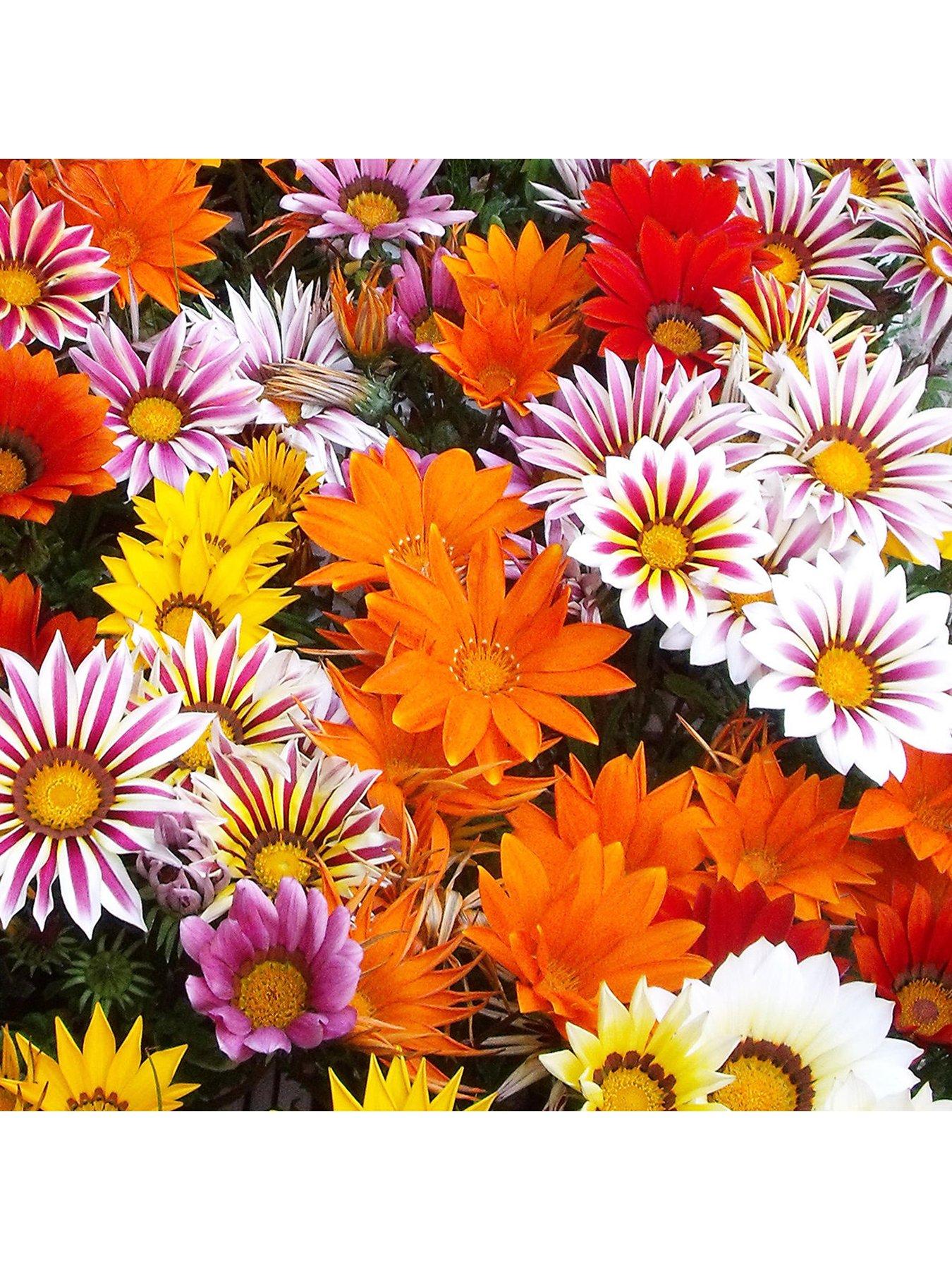 Gardeners Dream Bedding Plants - Gazania F1 Daybreak XP Mixed (6 Pack ...