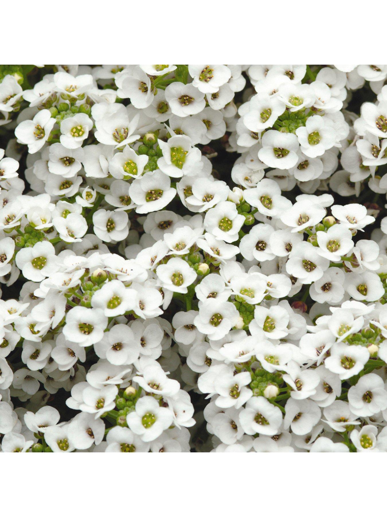 Product photograph of Bedding Plants - Alyssum Clear Crystal White 10 Pack from very.co.uk