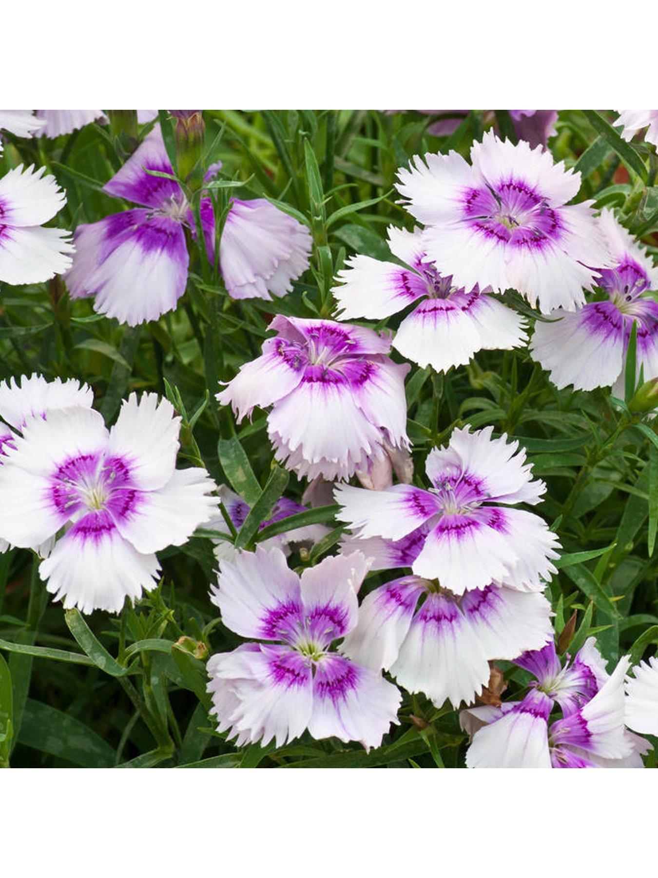 Bedding Plants Dianthus F1 Corona Blueberry Magic (6 Pack) very.co.uk