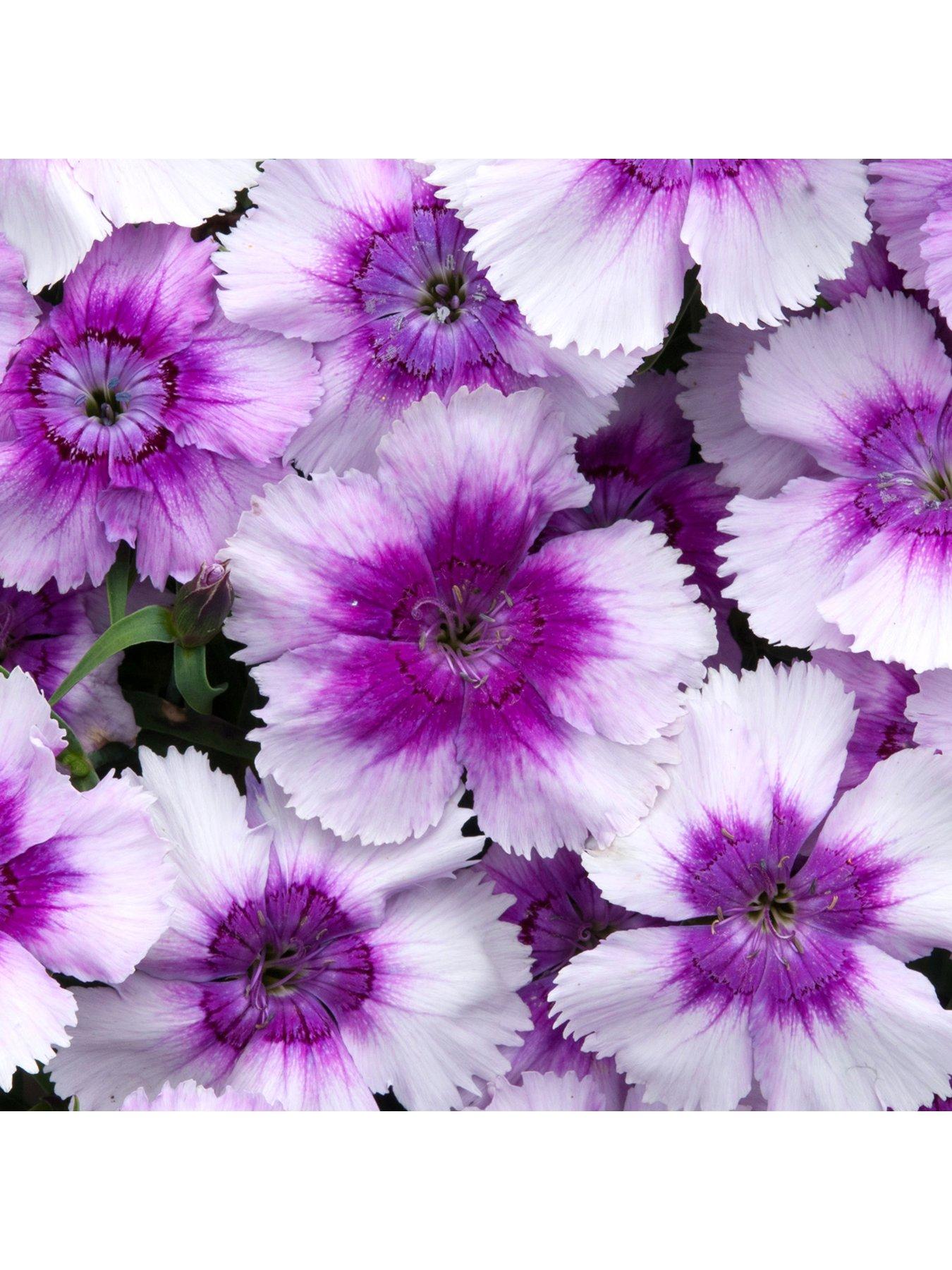 Bedding Plants Dianthus F1 Corona Blueberry Magic (6 Pack) very.co.uk