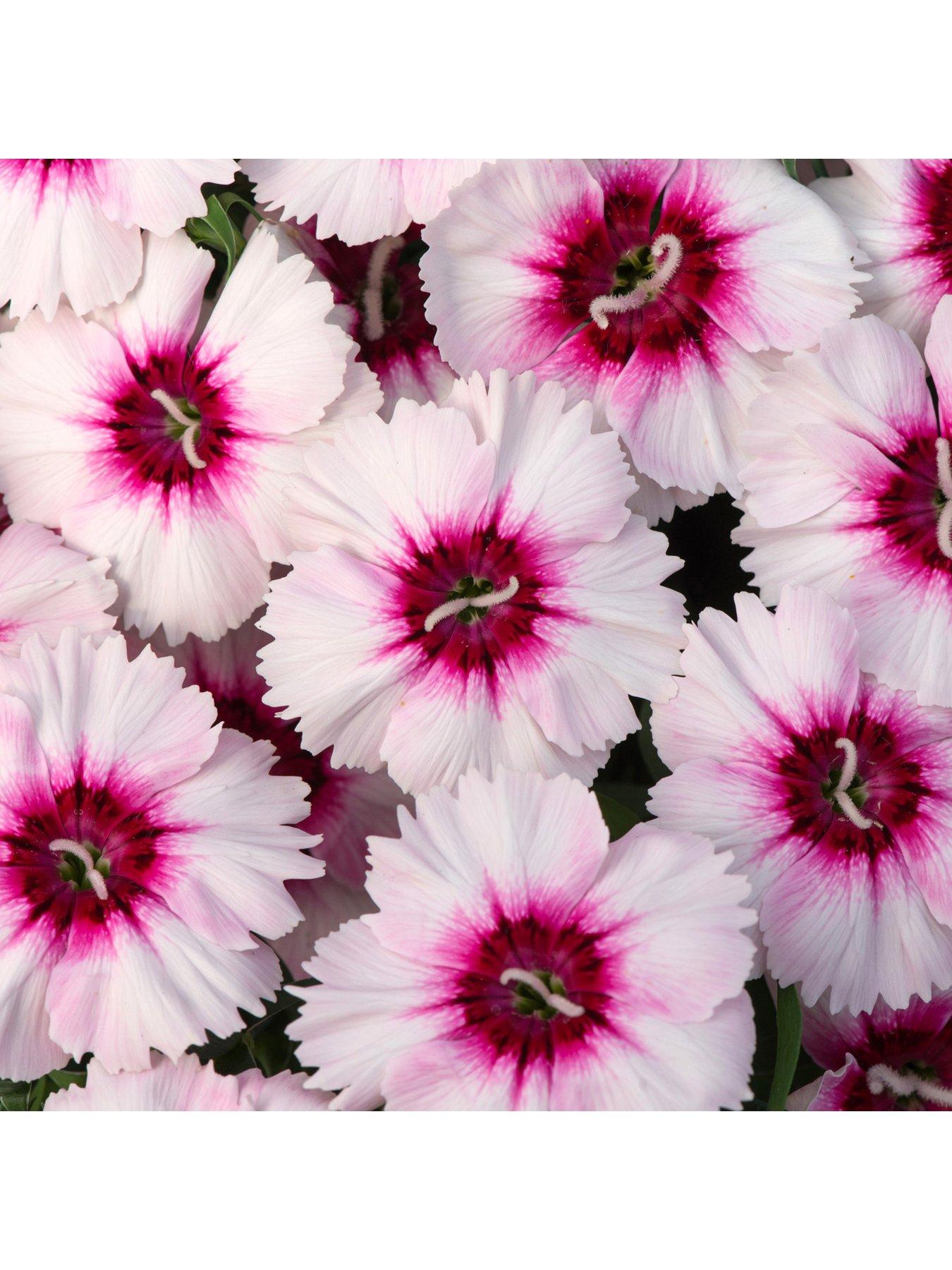 Bedding Plants Dianthus F1 Corona Iceberry Magic (6 Pack) very.co.uk