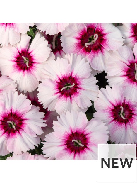 bedding-plants-dianthus-f1-corona-iceberry-magic-6-pack