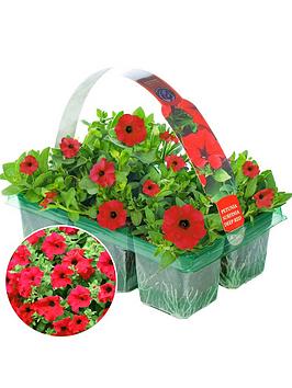 Product photograph of Basket Plants - Petunia Surfinia Deep Red 6 from very.co.uk