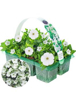 Product photograph of Basket Plants - Petunia Surfinia White 6 Pack from very.co.uk