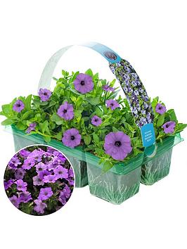 Product photograph of Basket Plants - Petunia Surfinia Heavenly Blue 6 Pack from very.co.uk
