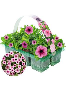 Product photograph of Basket Plants - Petunia Surfinia Pink 6 Pack from very.co.uk