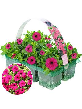 Product photograph of Basket Plants - Petunia Surfinia Purple 6 Pack from very.co.uk