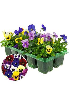 Product photograph of Viola Mix - Pack Of 10 Bedding Plants from very.co.uk