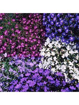 Product photograph of Bedding Plants - Lobelia Bush Mixed 10 Pack from very.co.uk