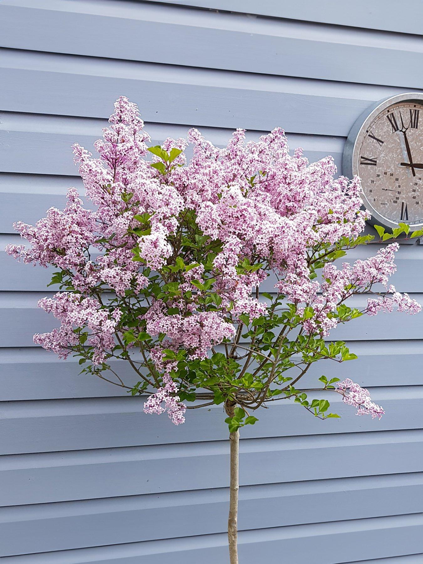 Product photograph of Pair Syringa Palibin Lilac Standard 90cm from very.co.uk