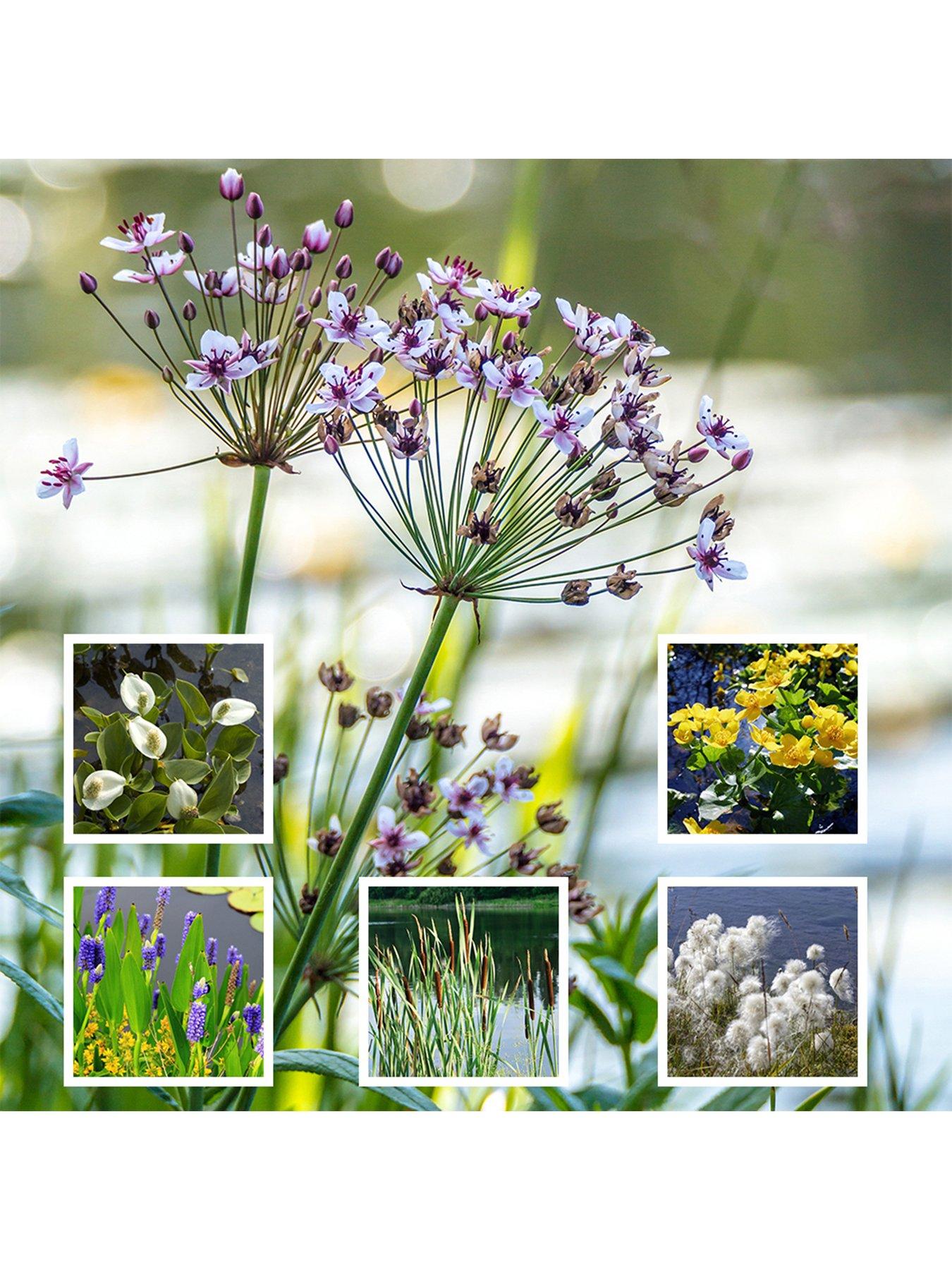 undefined Pond Plant Collection 6 x 9cm