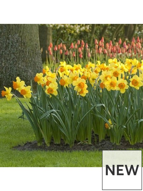 daffodil-fortune-25kg