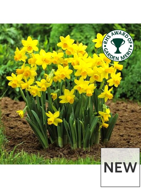 narcissus-tete-a-tete-pack-of-100-bulbs