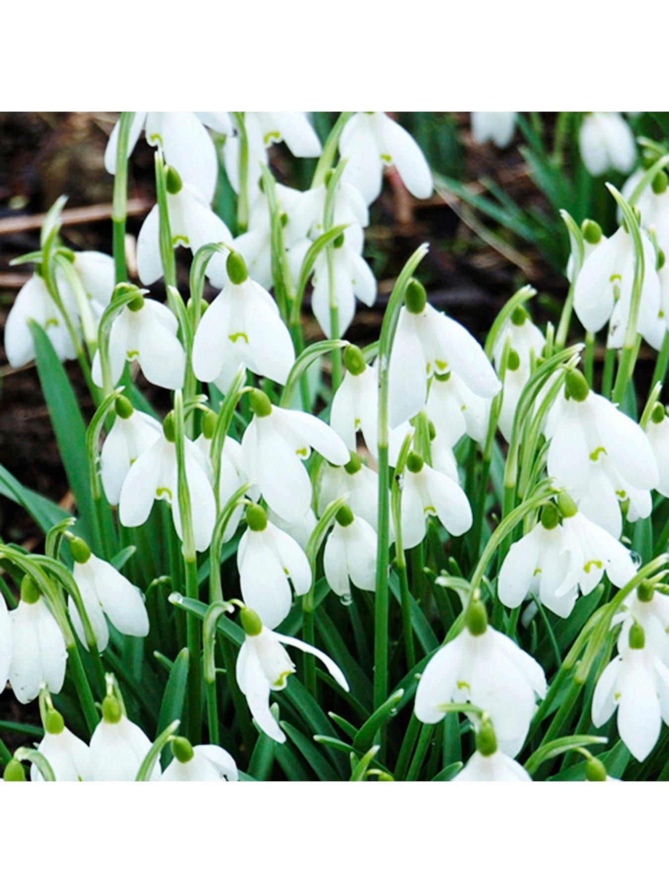 You Garden Snowdrops (Galanthus nivalis) - 20 bulbs