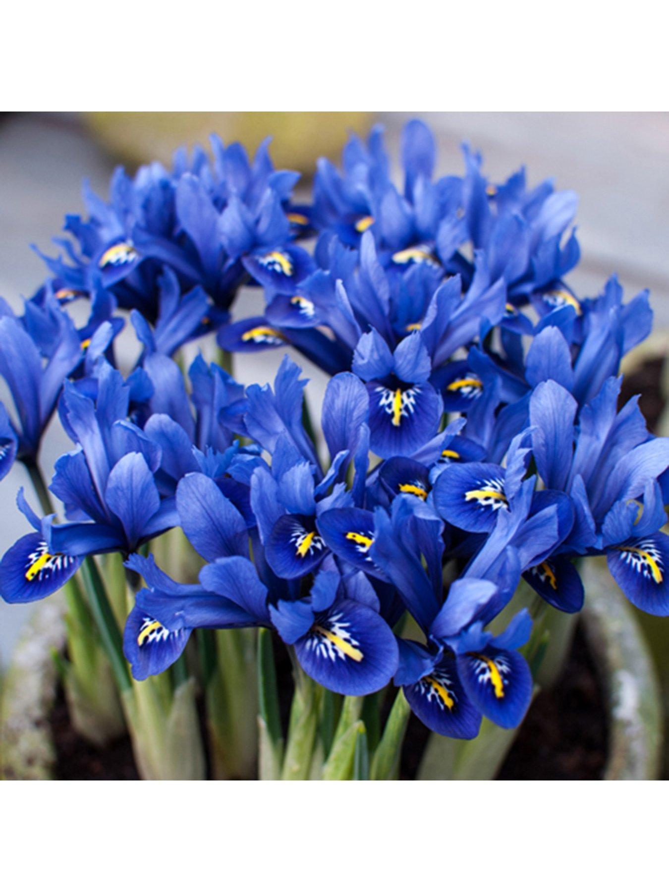 Iris reticulata Blue (miniature) 35 bulbs very.co.uk