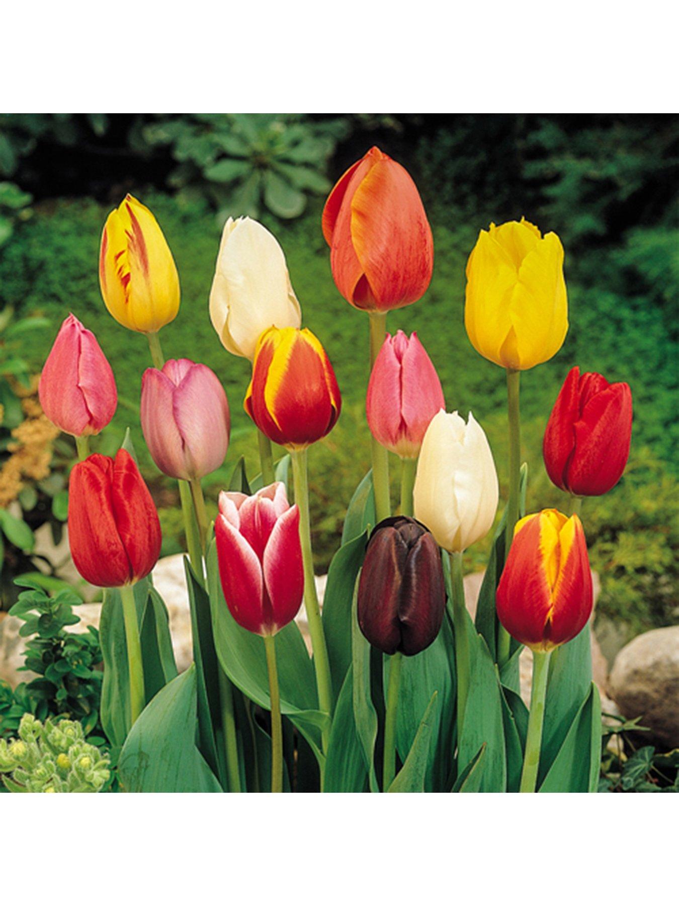You Garden Tulip Triumph Mixed - 15 bulbs