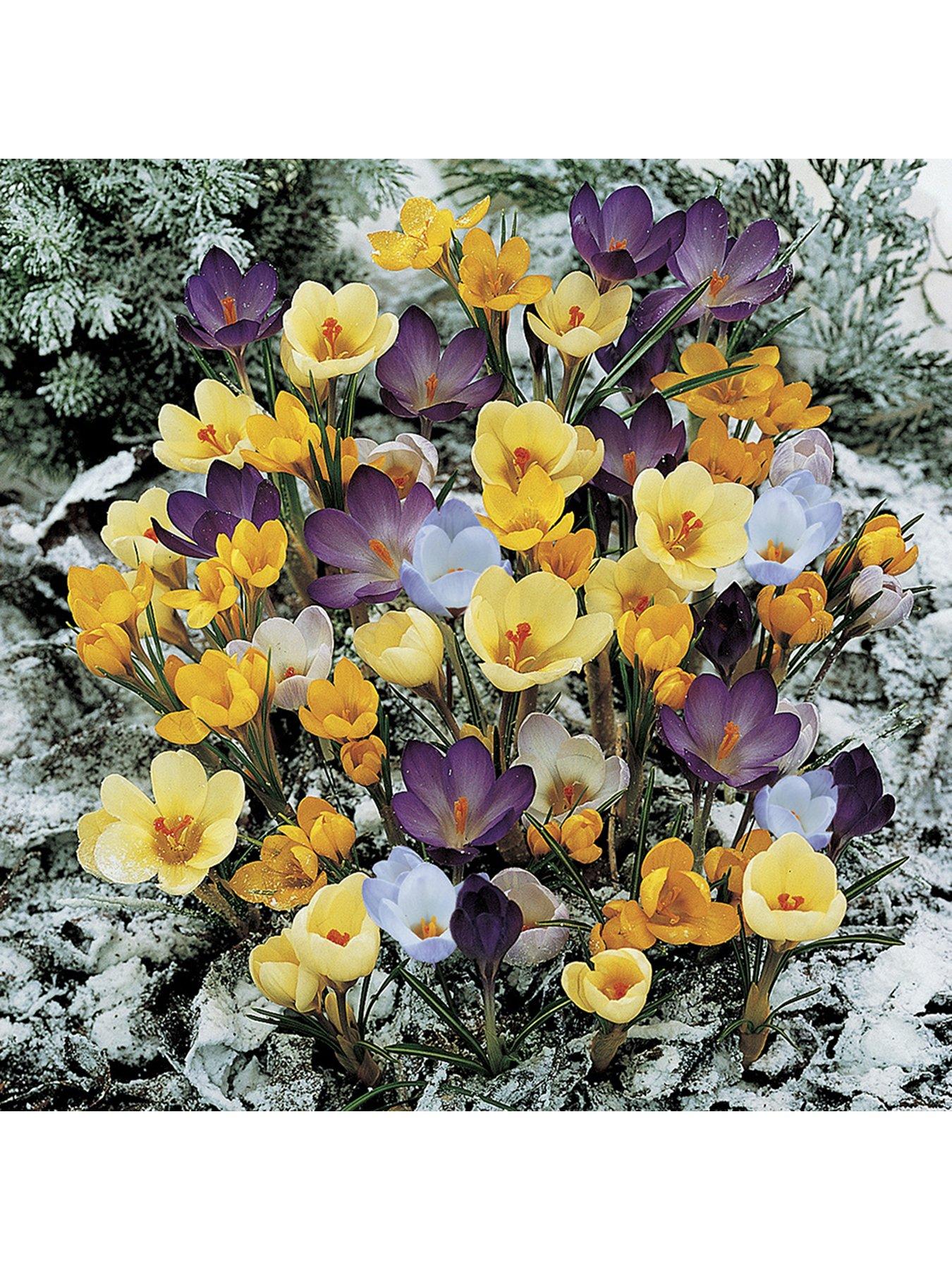 Product photograph of Crocus Mixed Species - 40 Bulbs from very.co.uk