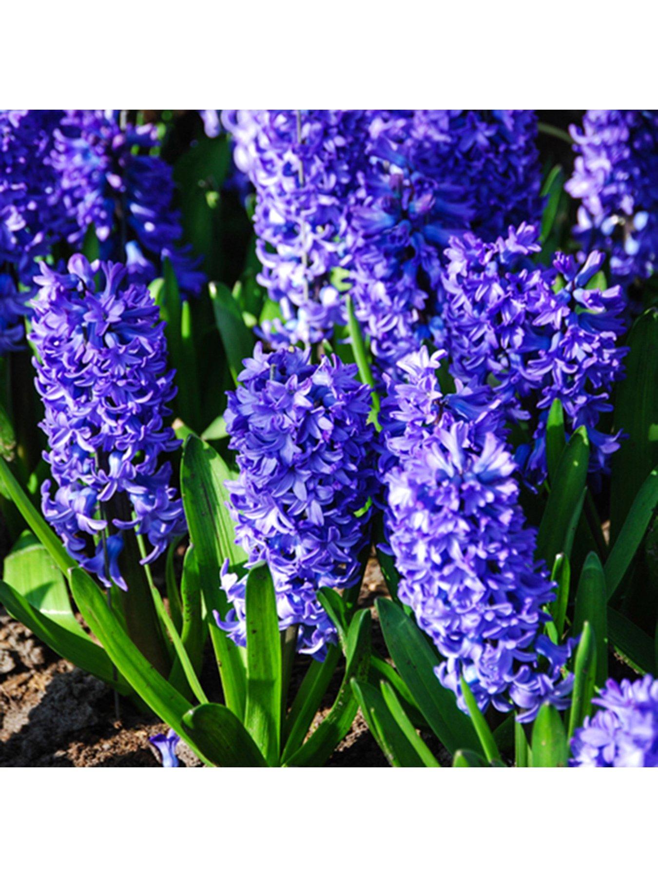 You Garden Hyacinth Blue - 10 Bulbs