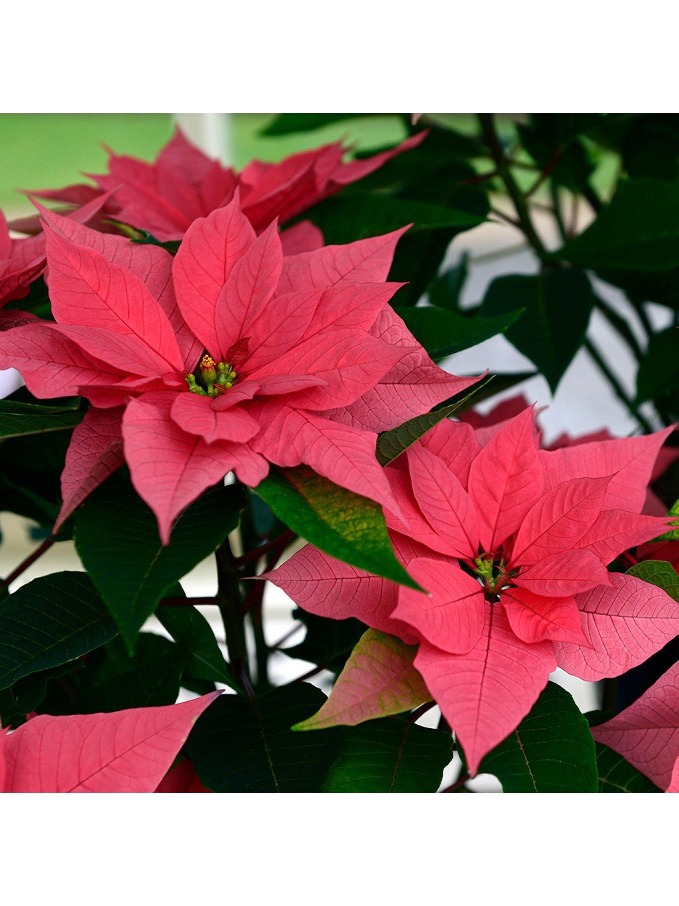 Pink Poinsettia Christmas Plant very.co.uk