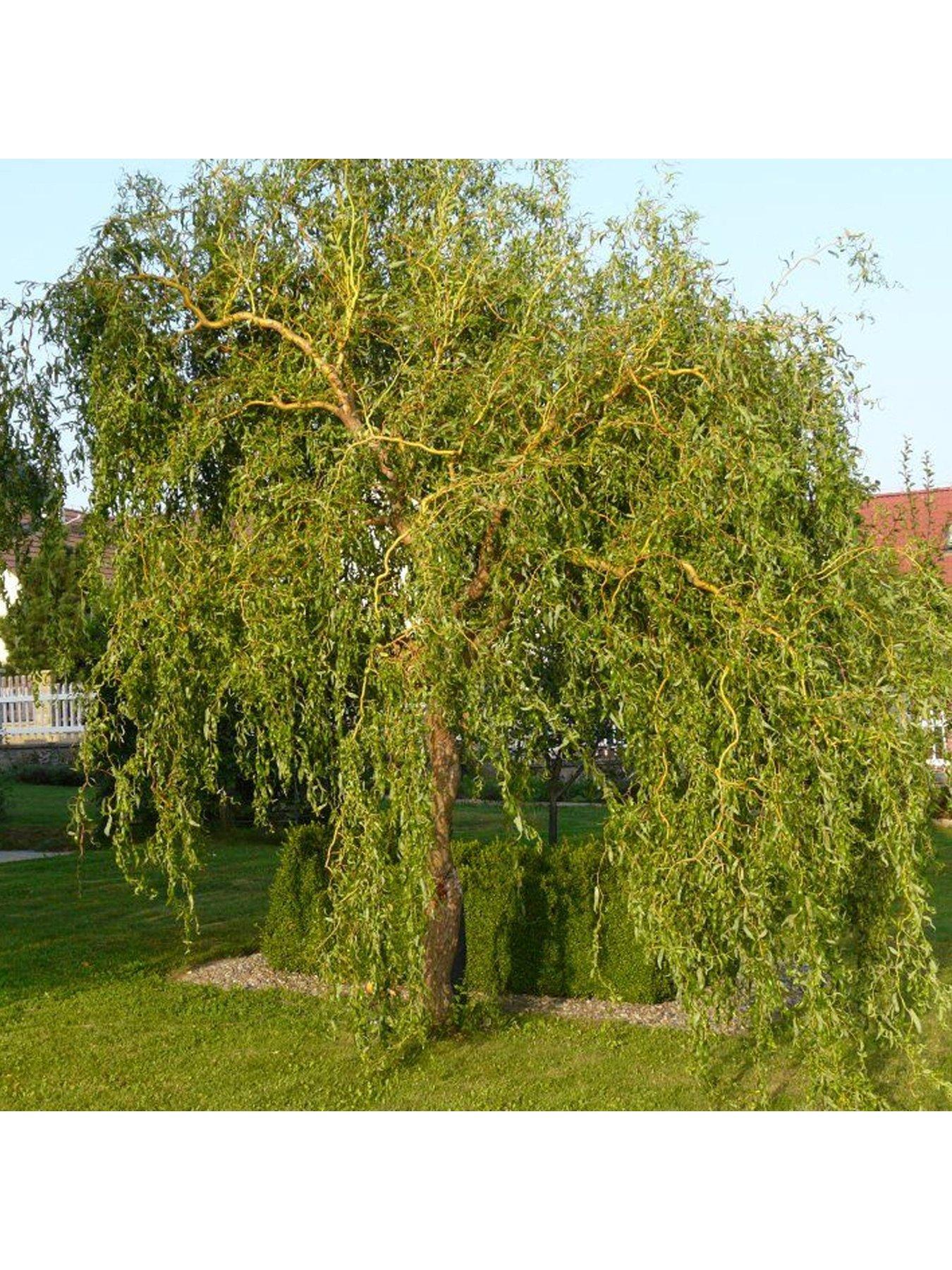 Red Twisted Willow Tree (12L, 5-6ft) | very.co.uk