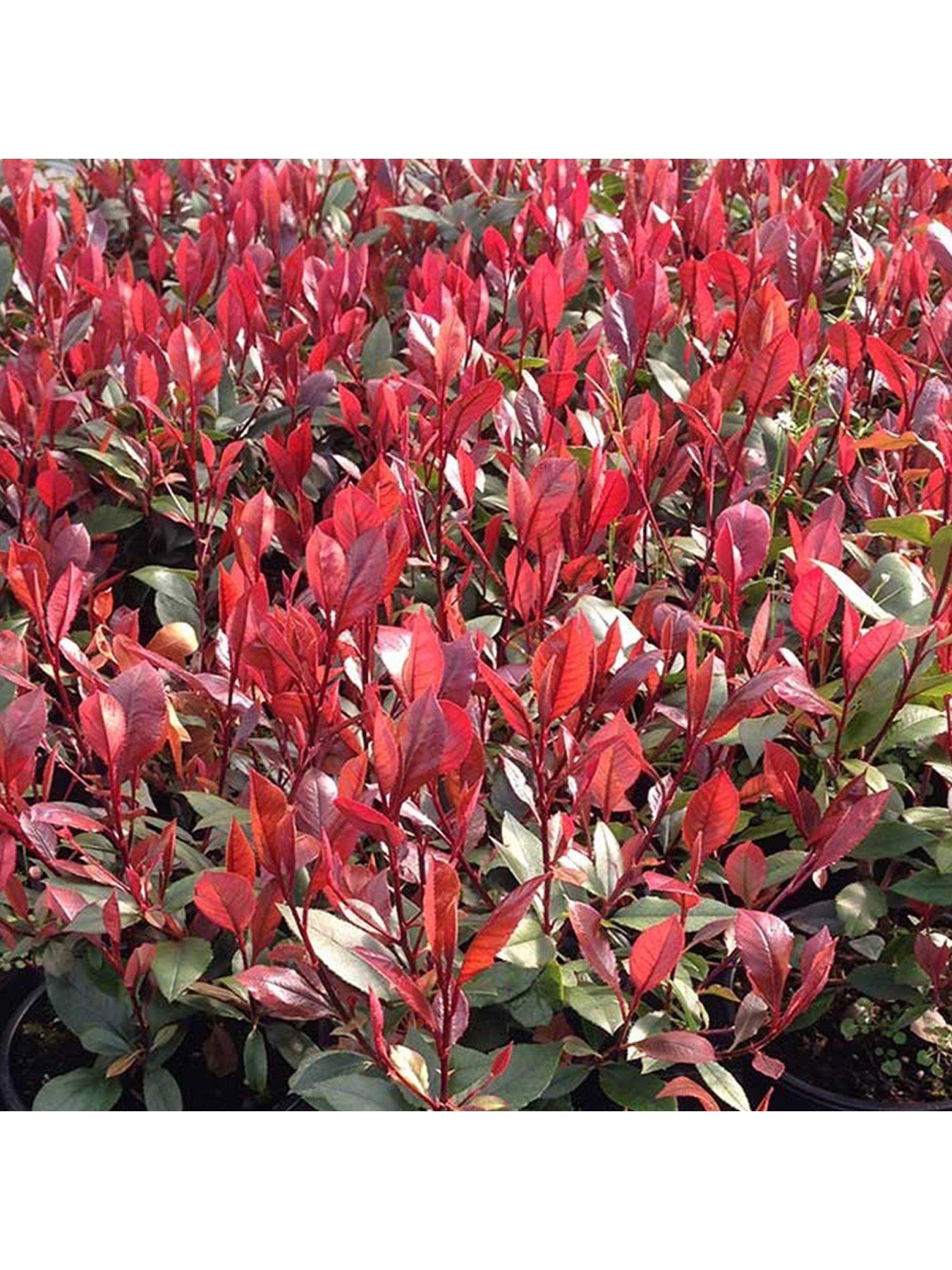Photinia x fraseri Red Robin Tree (12L, 5 6ft) very.co.uk