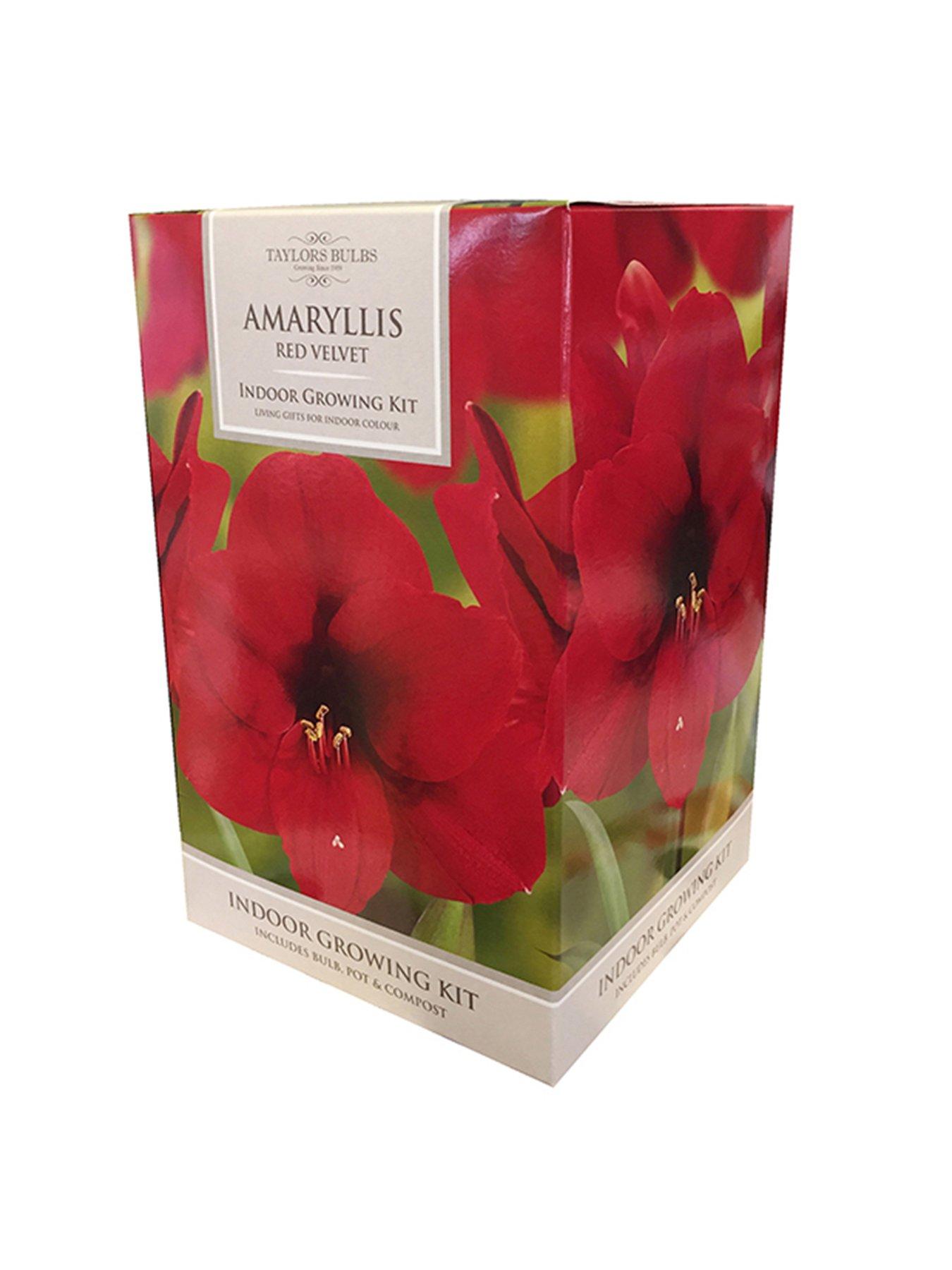 You Garden Amaryllis Gift Pack - Red Velvet