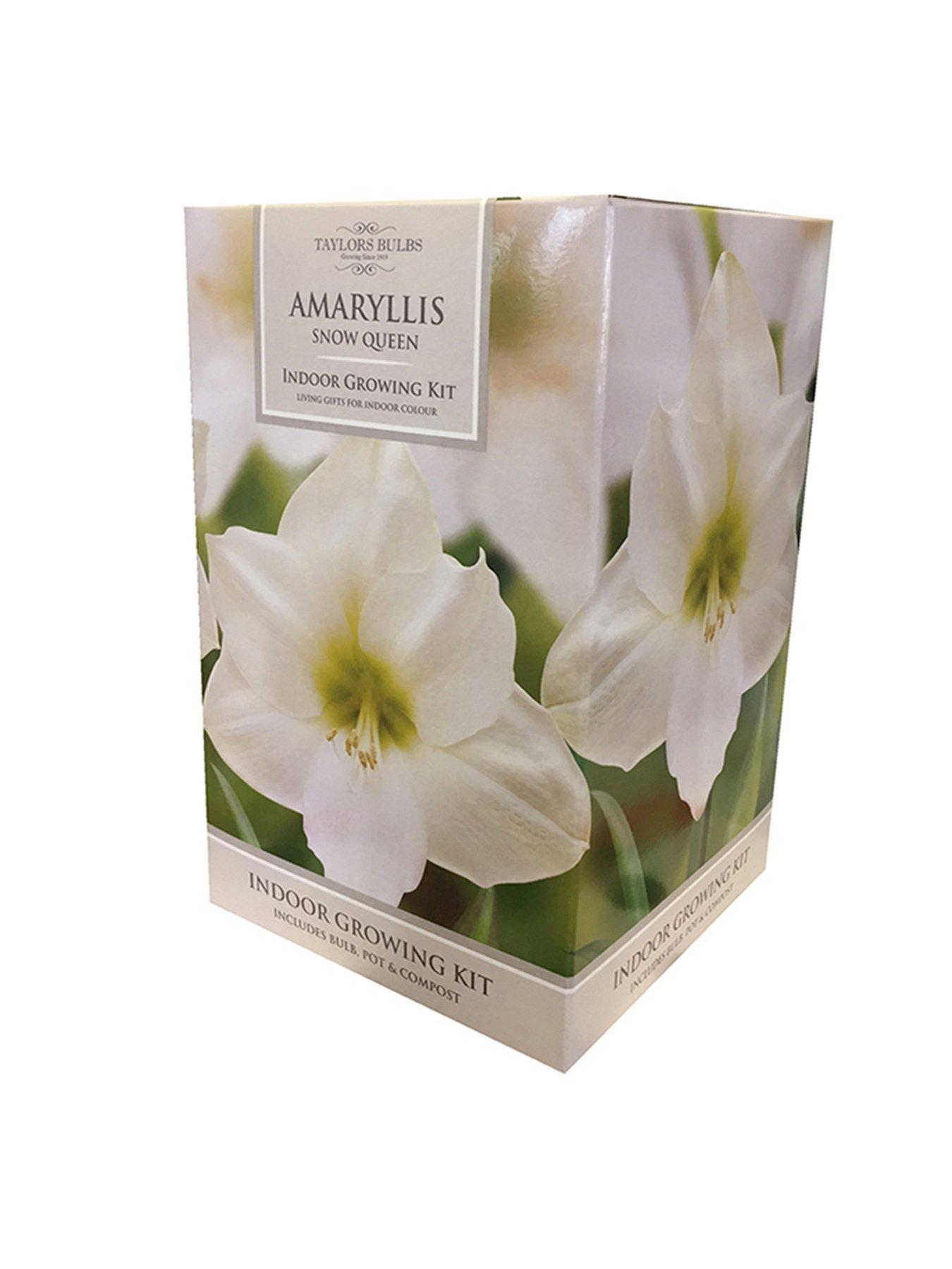 You Garden Amaryllis Gift Pack
