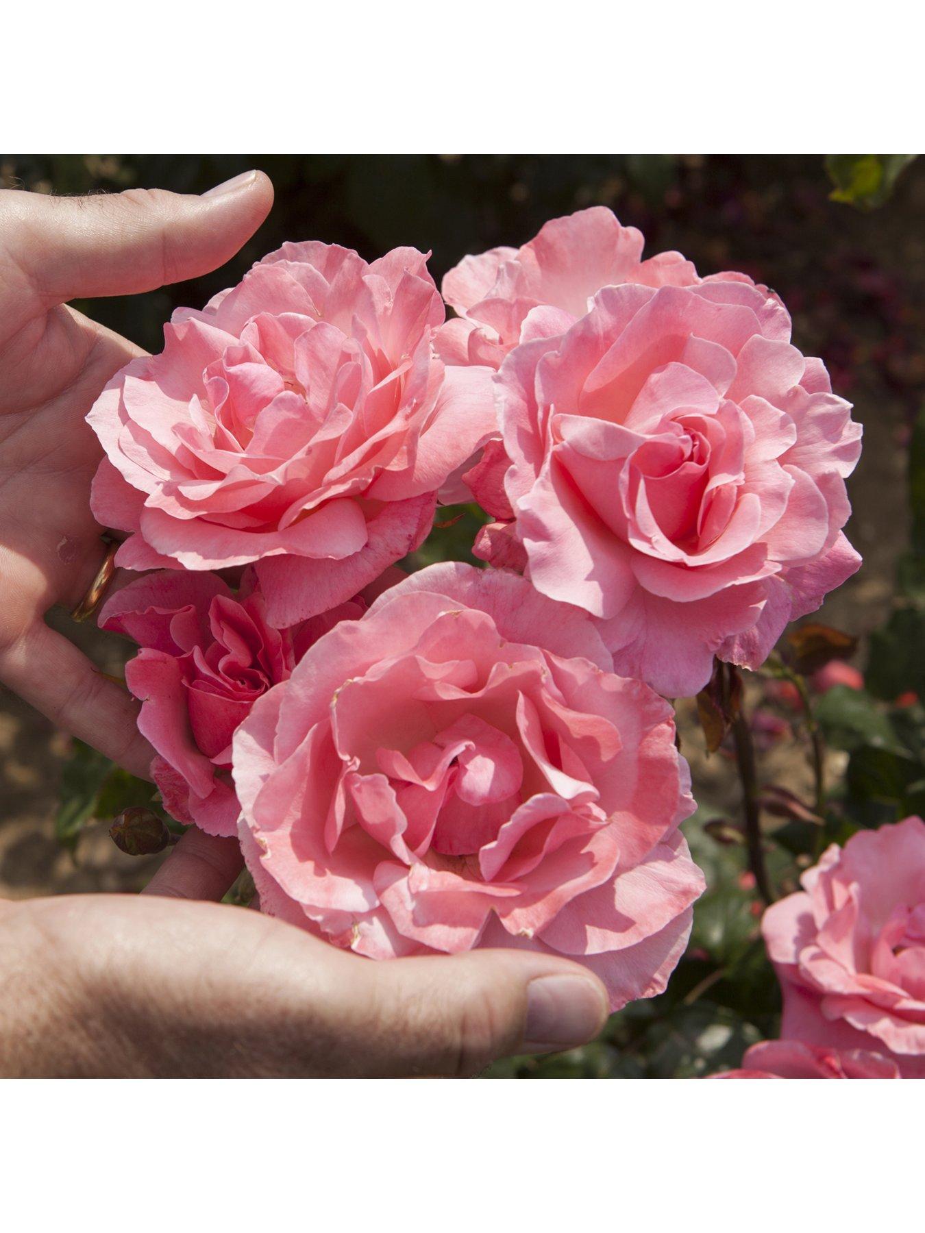 Product photograph of You Garden Rose Queen Elizabeth Bare Root from very.co.uk