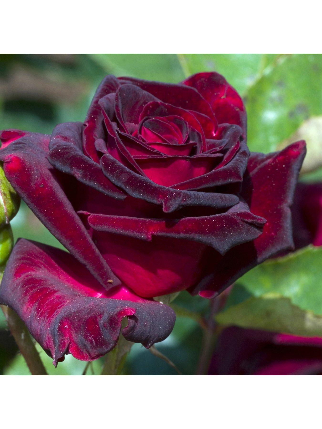 you-garden-rose-black-baccara-bare-root