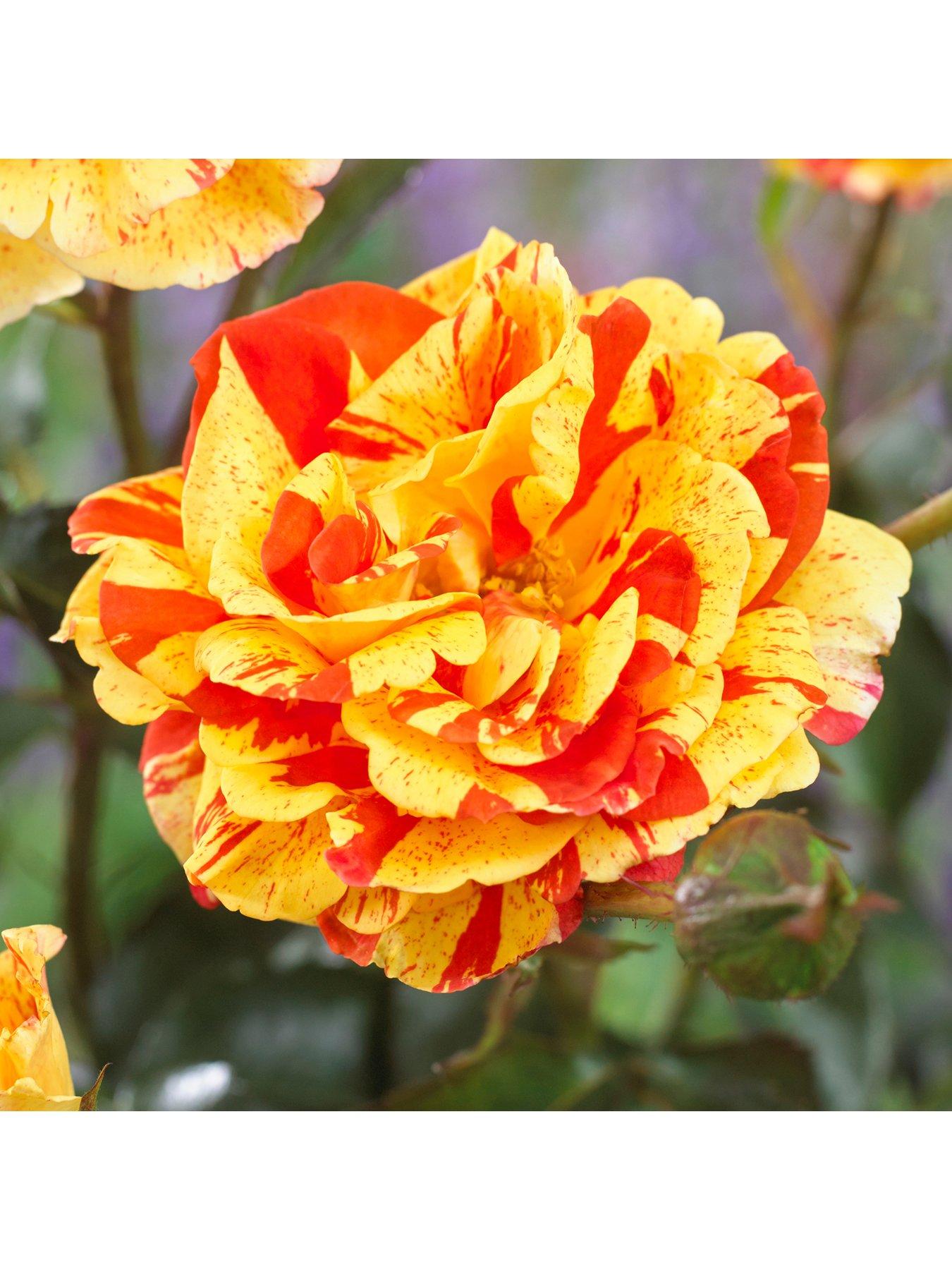 You Garden Rose 'Oranges  &  Lemons' Papagena (Bare Root)