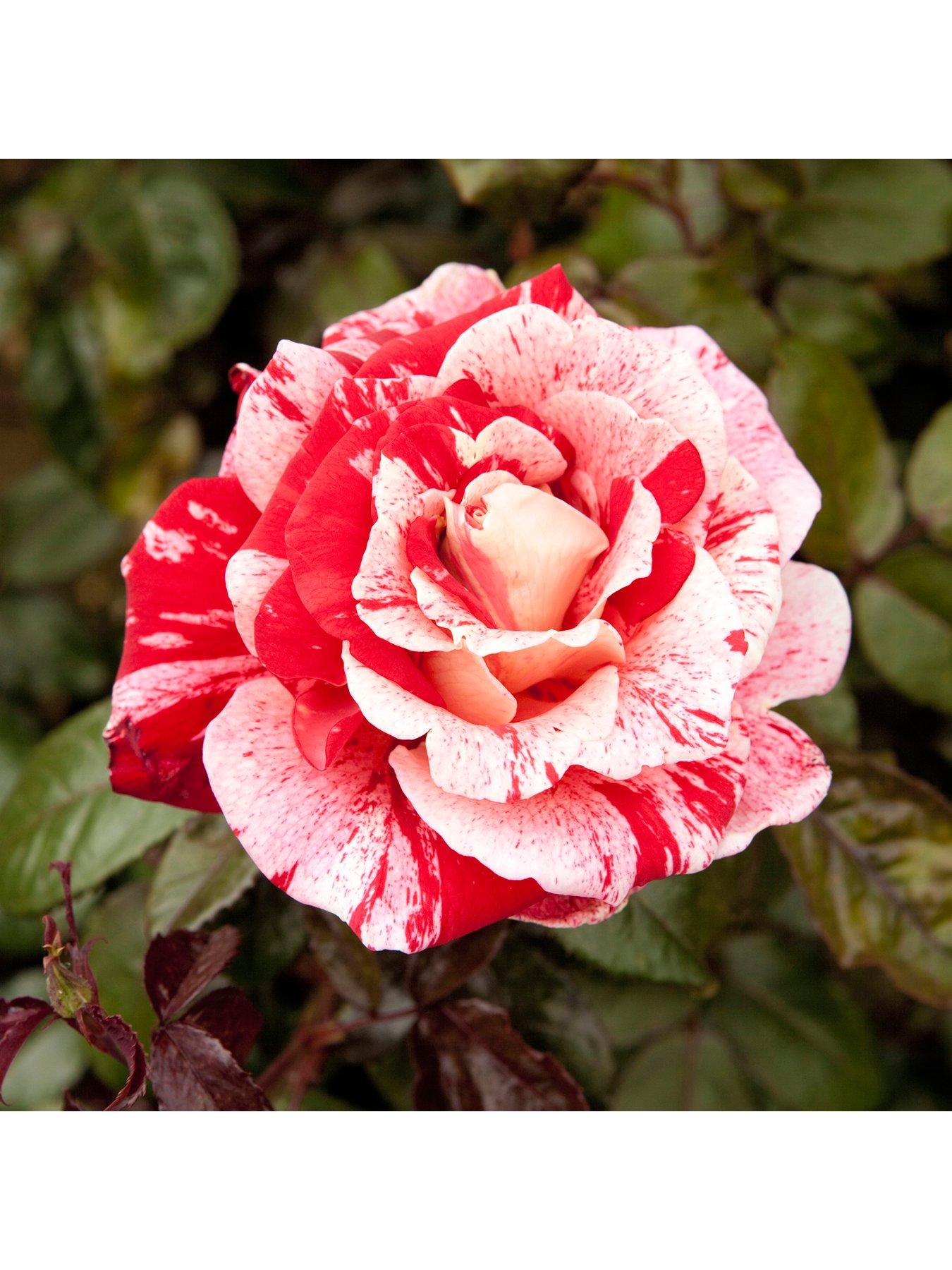 You Garden Rose 'Raspberry Ripple' Papageno (Bare Root)