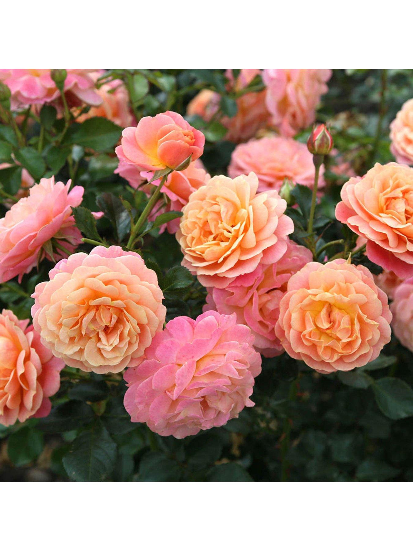 Product photograph of Peach Melba Climbing 3l Potted Rose Plant from very.co.uk