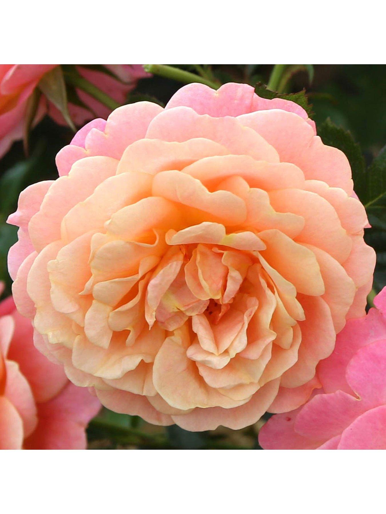 Image 2 of 3 of You Garden Rose Climbing Peach Melba (4L Pot)