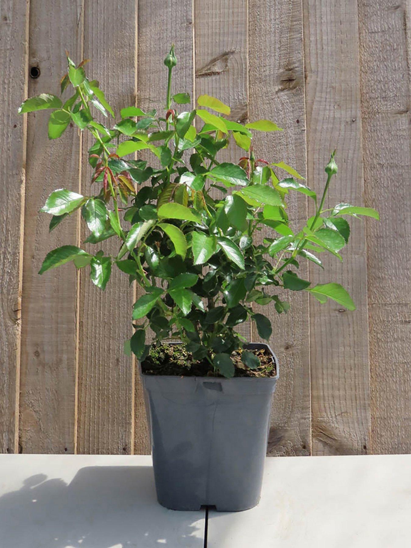 Image 3 of 3 of You Garden Rose Climbing Peach Melba (4L Pot)